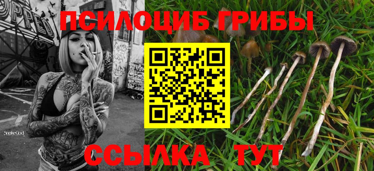 Галлюциногенные грибы Psilocybe  Вход с VPN  Галлюциногенные грибы прущие грибы  Гатчина 
